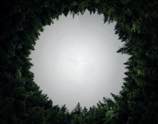 Circularity in the woods