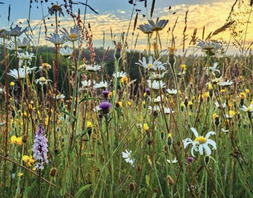 flowers green report nature based solutions