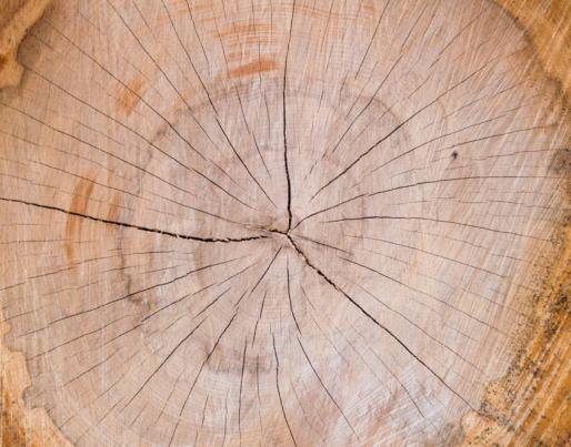 tree trunk material building