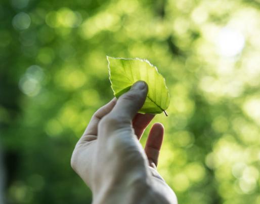 hand holding leaf circular economy