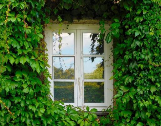 Green façade and a window. Image by Angelika Graczyk from Pixabay