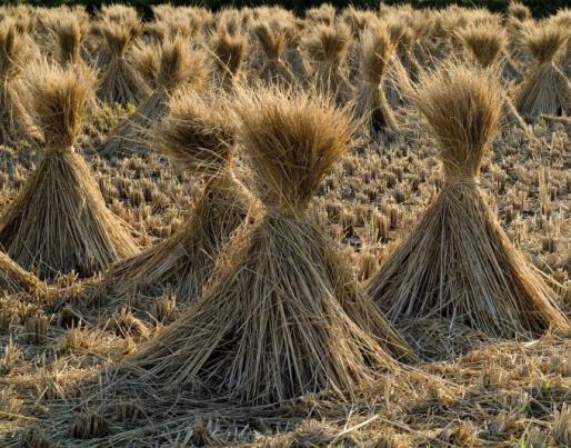 Straw