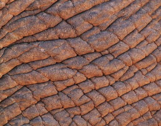 Elephant skin