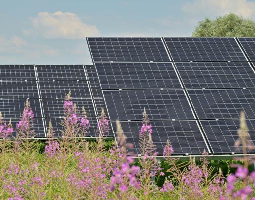 Pv panels in a field with flowers