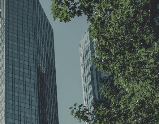 buildings with a tree in the foreground