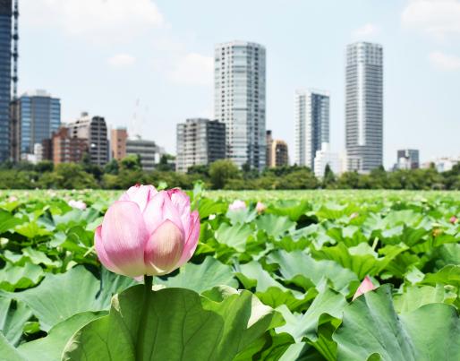 A garden in front of buildings