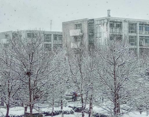 Snow covered trees and buildings