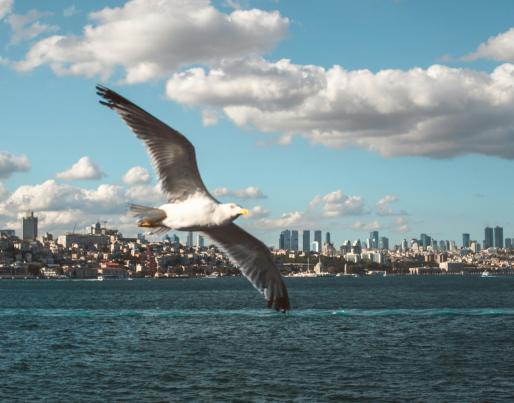 A seagull with a city in the background