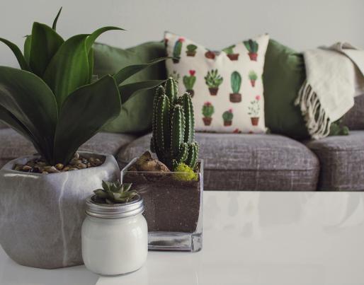 Indoor plants on a table