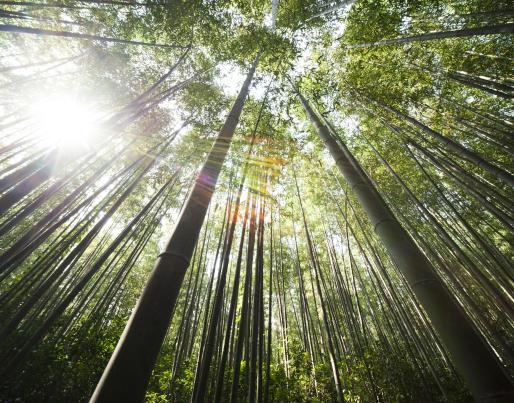 Bamboo trees
