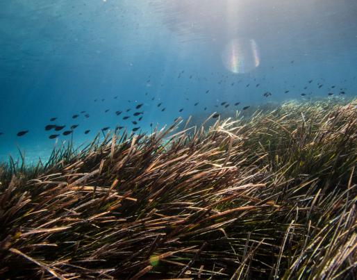 Fishes and posidonia