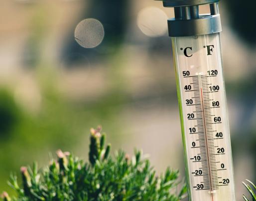 A thermometer on a bush