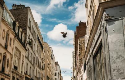 An alley and a bird