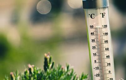 A thermometer on a bush