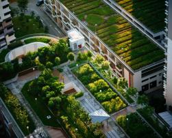 Green roofs in city