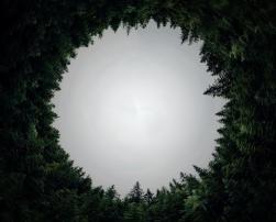 Circularity in the woods