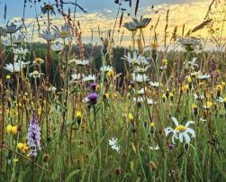 flowers green report nature based solutions