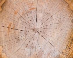tree trunk material building