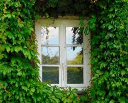 Green façade and a window. Image by Angelika Graczyk from Pixabay