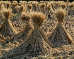 Straw