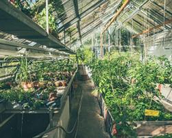 plants greenhouse grow