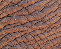 Elephant skin