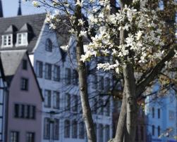 Residential area in Cologne, Germany with blossomed tree