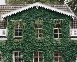 green facade house roof