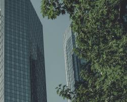 buildings with a tree in the foreground