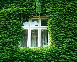 A house covered in leaves 