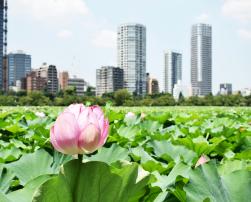 A garden in front of buildings