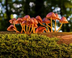 Mushrooms on a log