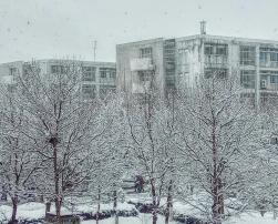 Snow covered trees and buildings