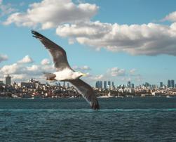 A seagull with a city in the background