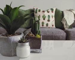 Indoor plants on a table