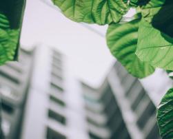 A building in the background with leaves in the foreground