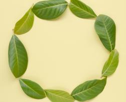 A circle of leaves