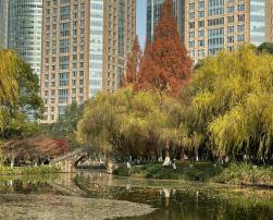 An urban park with skyscrapers