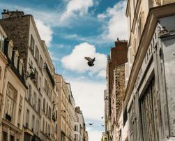 An alley and a bird
