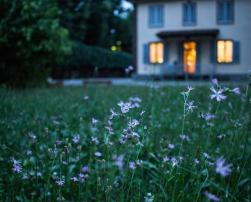 A field of flower with a blurred house in the background