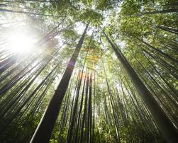 Bamboo trees
