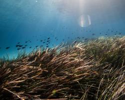 Fishes and posidonia