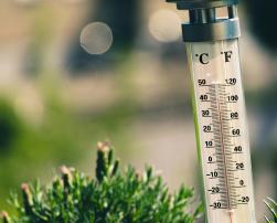 A thermometer on a bush